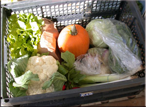 panier biologique panier biologique