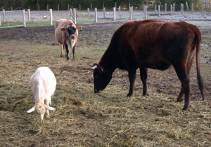 cap-saint-jacques animaux cap-saint-jacques animaux